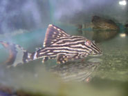 L-190 Royal Pleco wild